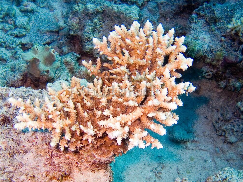 DSCF8514 koral hnedy
